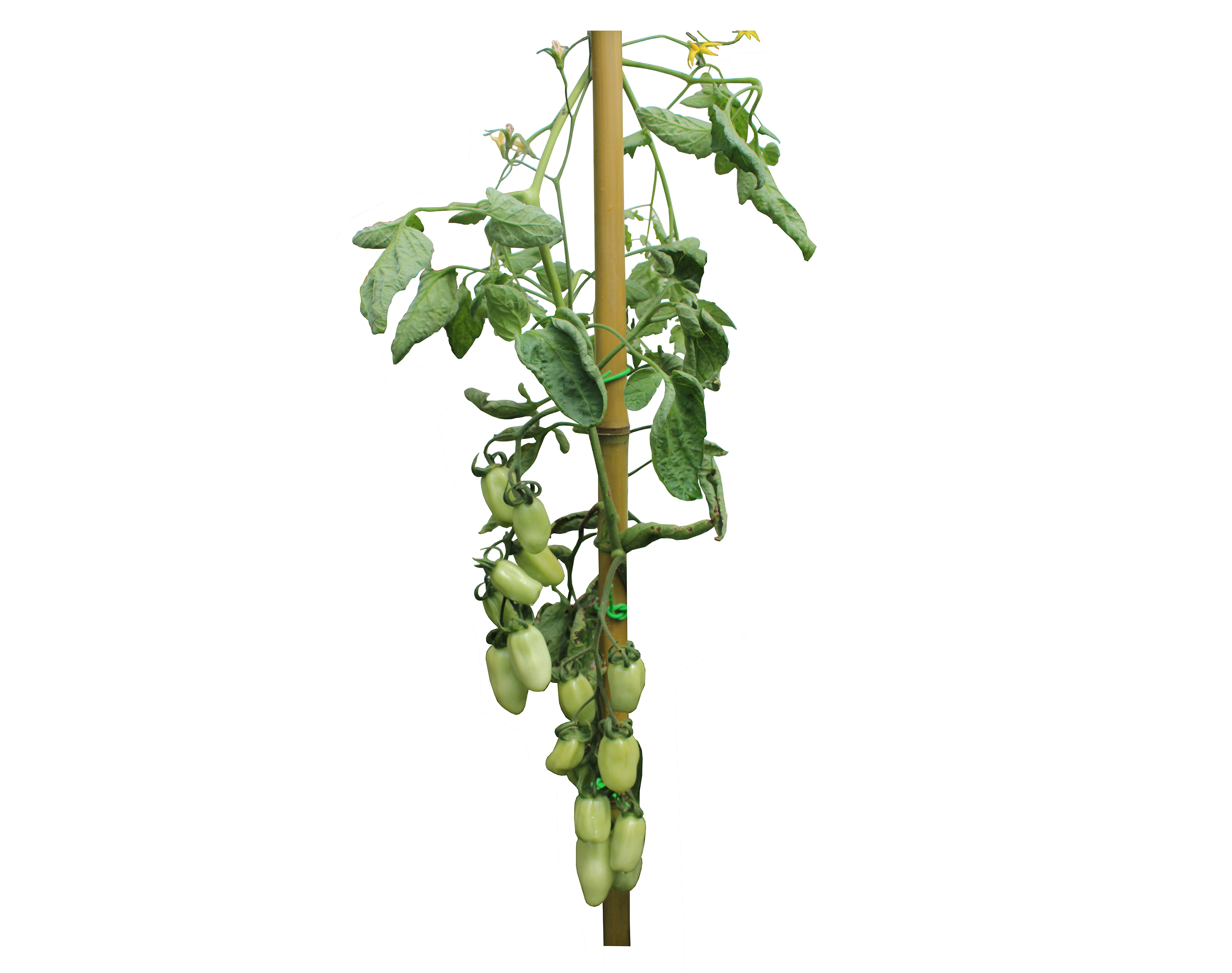 Sensory Composition – San Marzano Tomato Plant